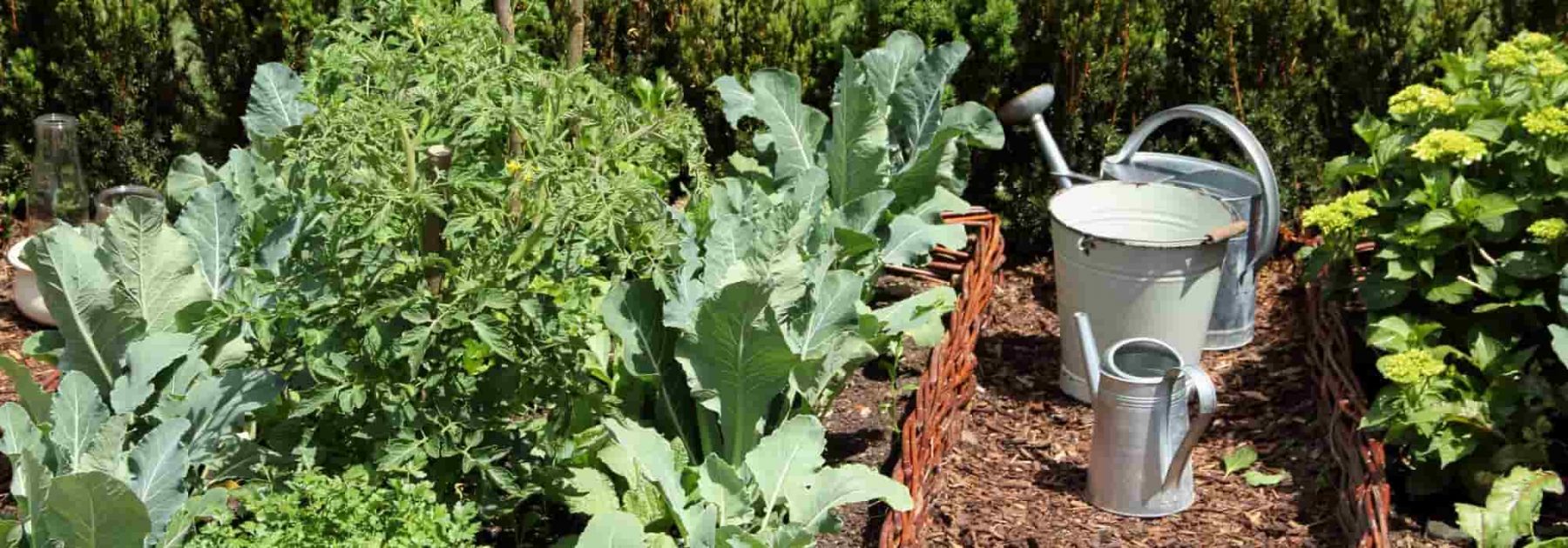 Exemples de légumes oubliés - Blog jardin