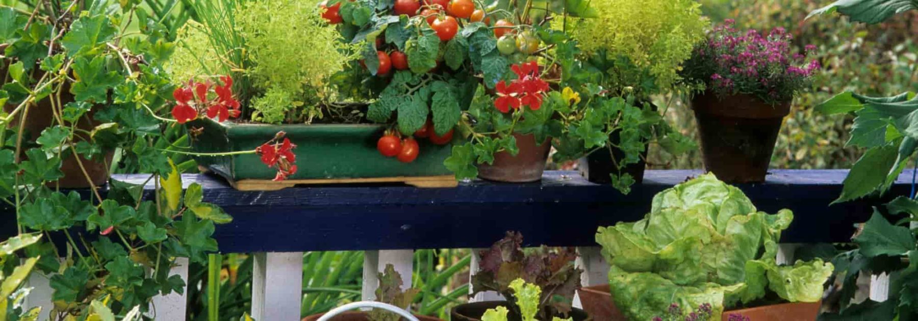 Quels légumes faire pousser sur son balcon ? La Ferme de Sainte Marthe