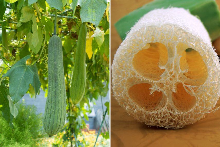 Comment réussir le semis de courge loofah ou éponge végétale ?