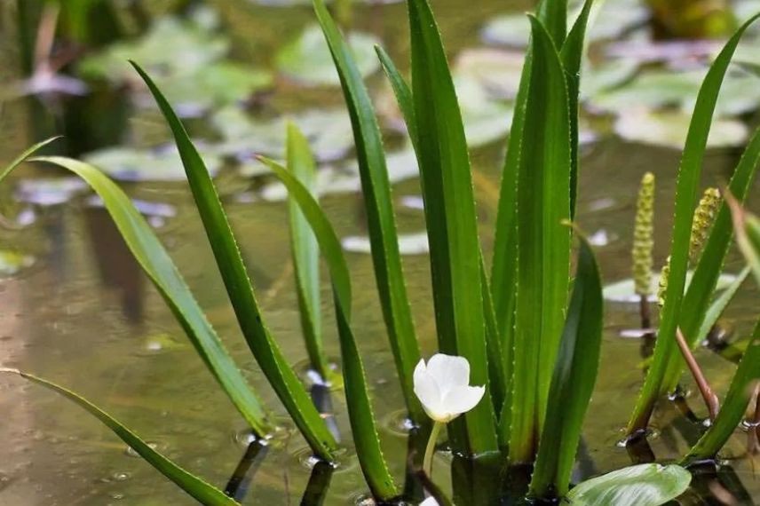 plante aquatique