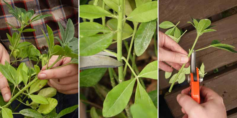 Le bouturage d'un Oranger du Mexique ou Choisya