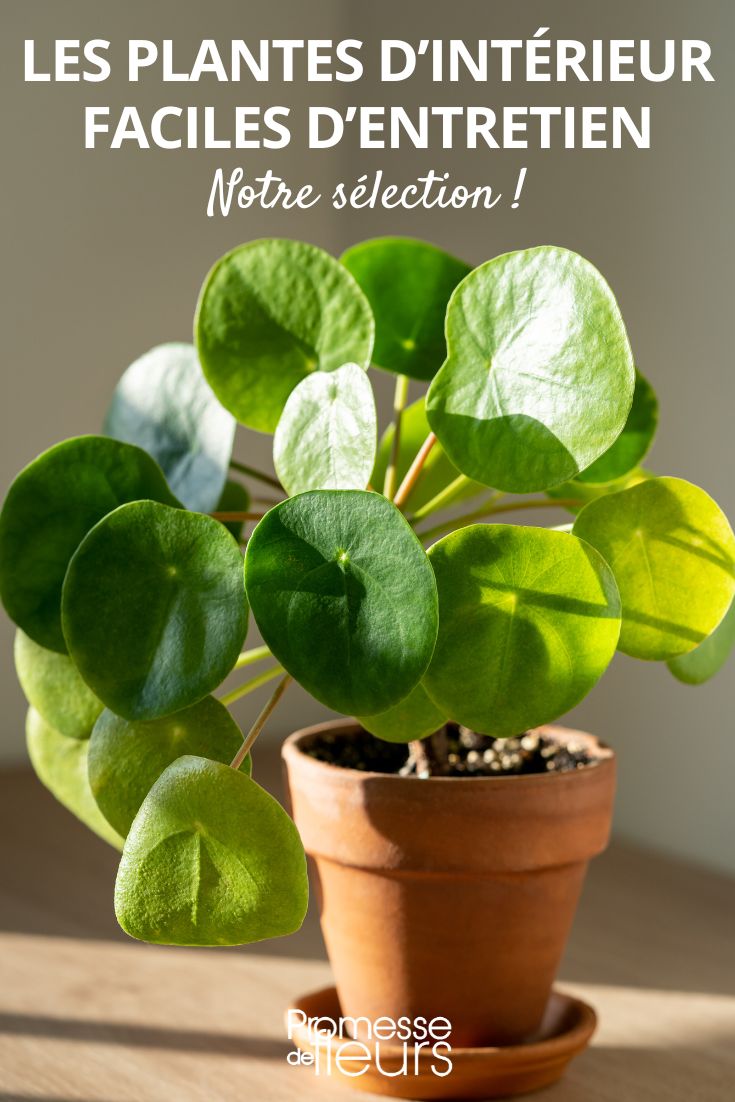 Spathiphyllum : comment le planter et l'entretenir ?