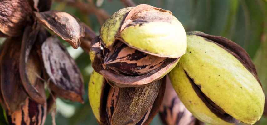 pacanier, noix de pecans les meilleures, quelle variete de noix de pecan choisir