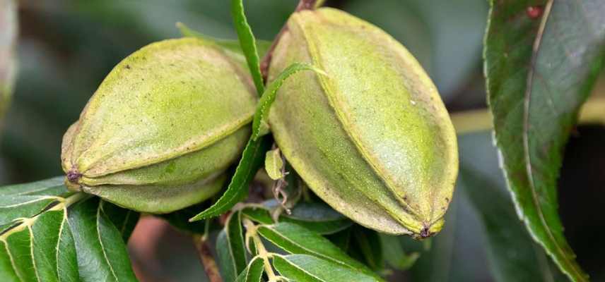 pacanier, noix de pecans les meilleures, quelle variete de noix de pecan choisir