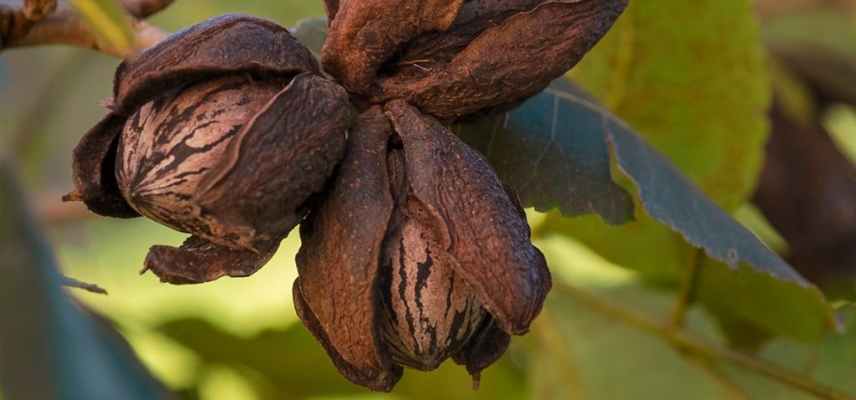 pacanier, noix de pecans les meilleures, quelle variete de noix de pecan choisir