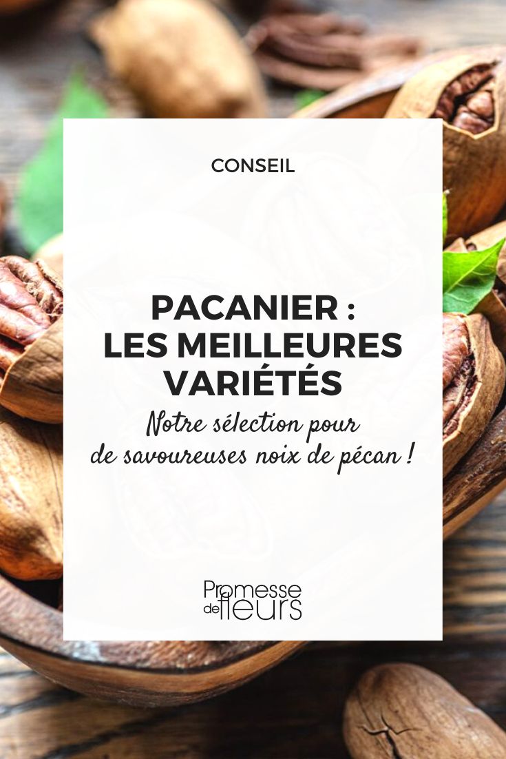 choisir une variete de noix de pecan