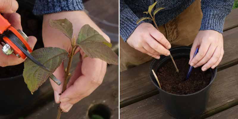 Réussir le bouturage du Callicarpa