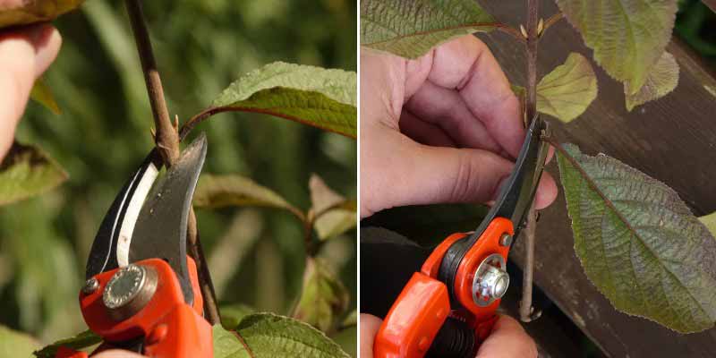 Comment bouturer le Callicarpa