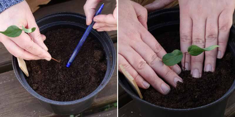 Réussir le bouturage du Kolkwitzia