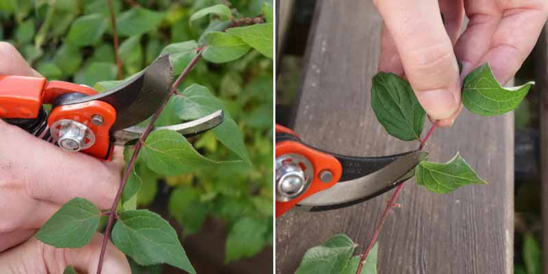 Comment bouturer le Kolkwitzia