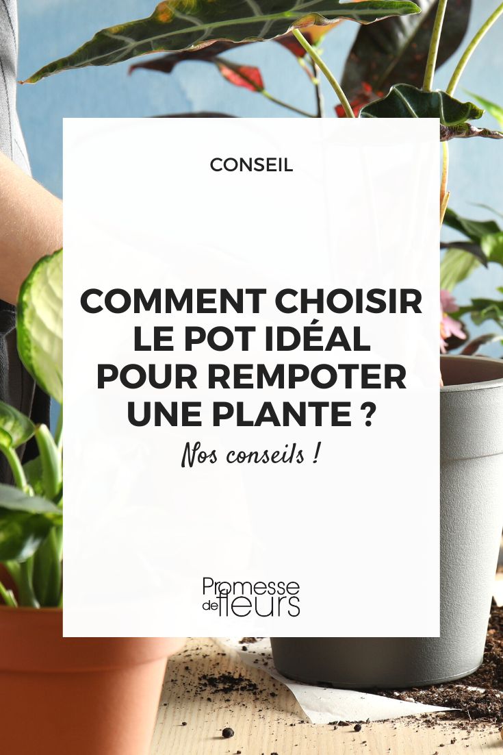 Comment choisir le pot idéal pour rempoter une plante ?