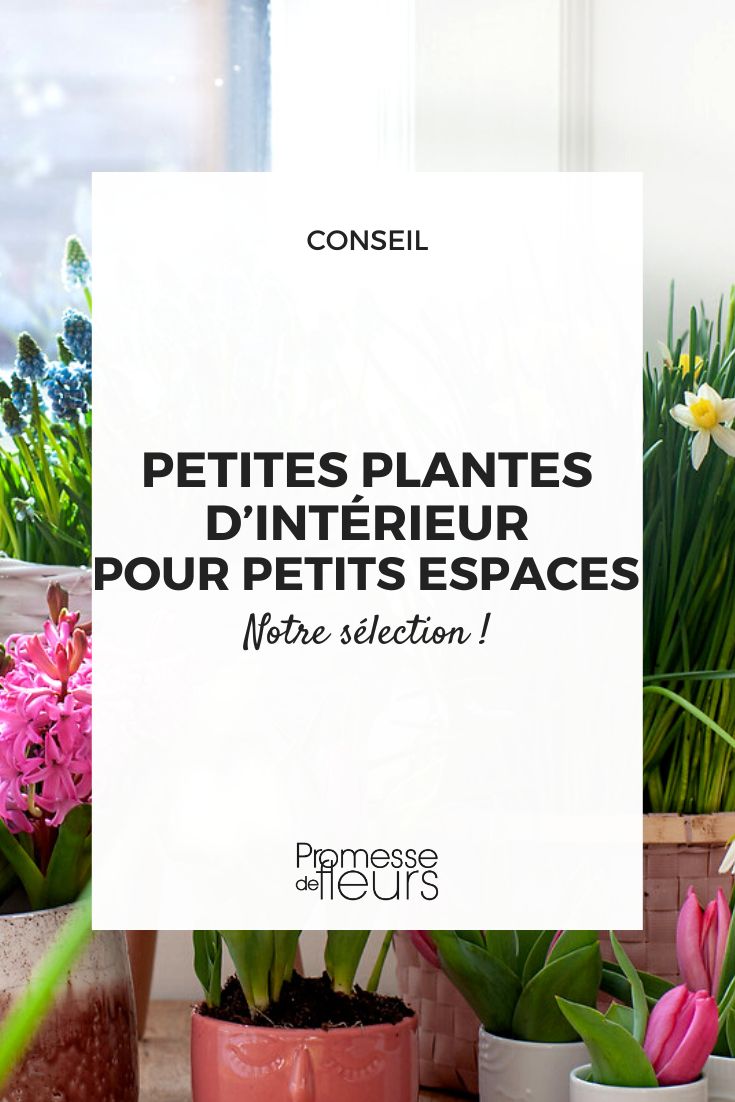 Miniplantes : 5 plantes parfaites pour votre intérieur