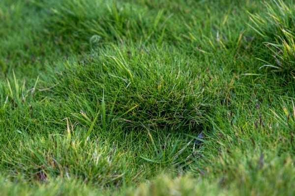 Comment multiplier le Zoysia ?