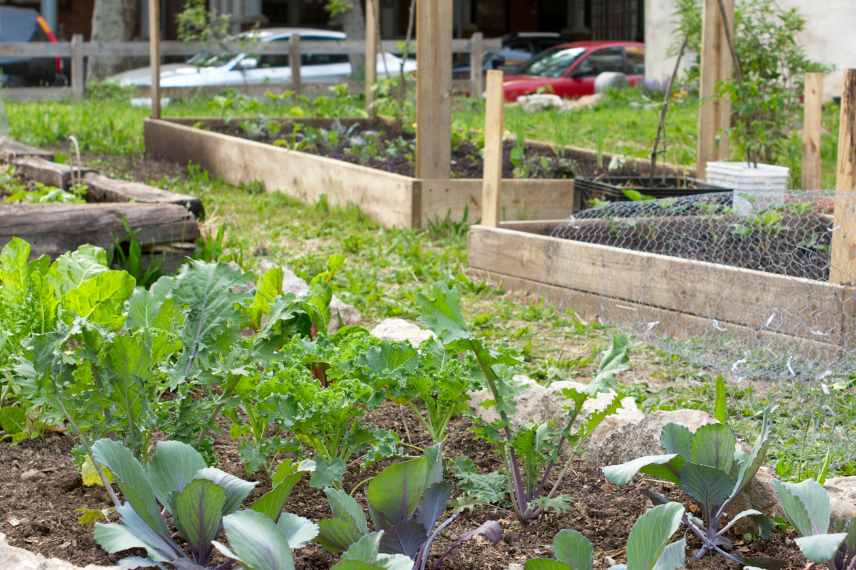 La permaculture au potager : conseils et principes de base