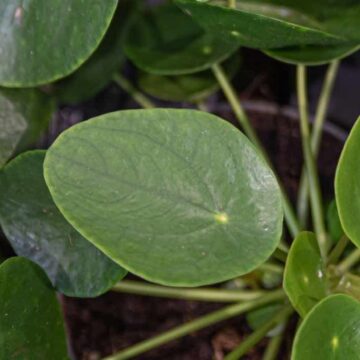 Comment Cultiver Un Pilea Peperomioides - Promesse De Fleurs