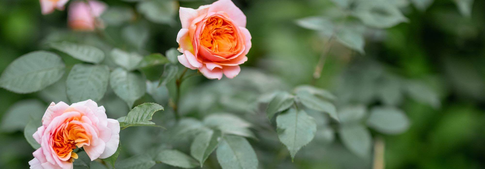 Comment cultiver un rosier en pot ? - Promesse de Fleurs