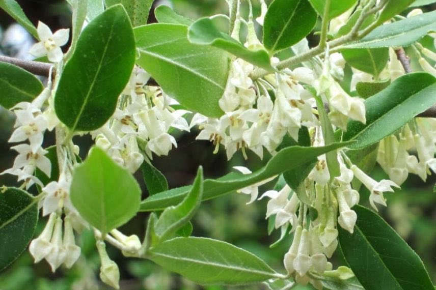 arbuste à fleurs