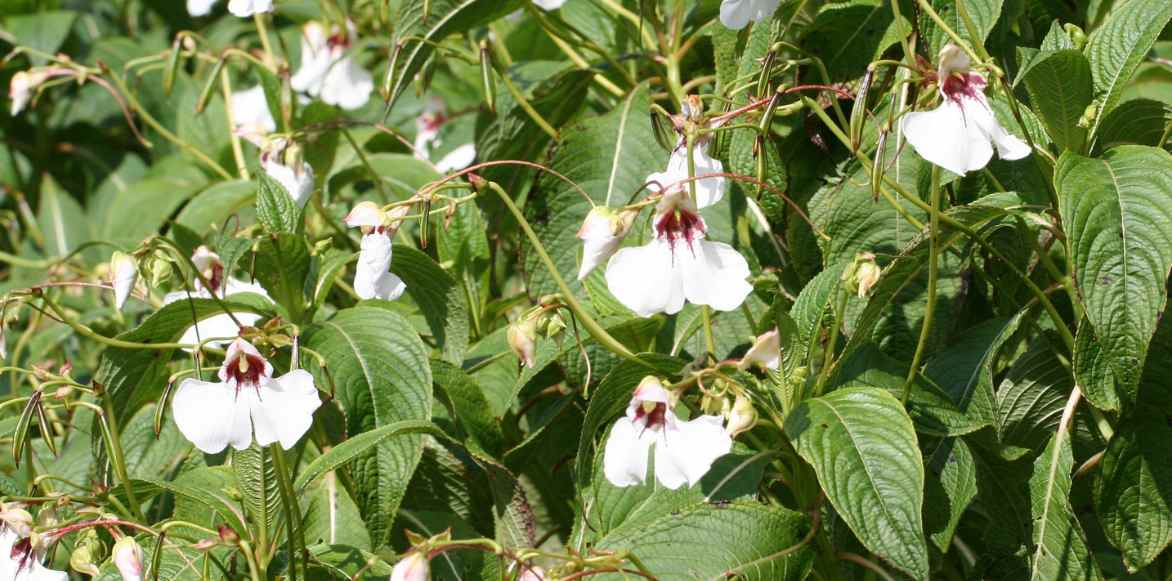 Impatiens Vivaces : Entretien Et Plantation