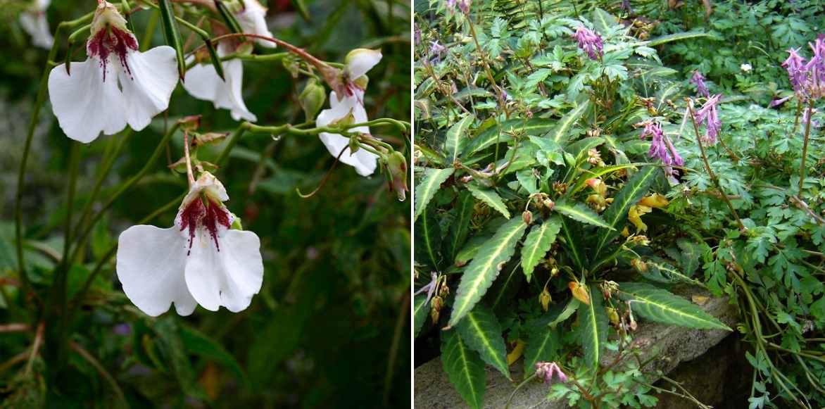 Impatiens Vivaces : Entretien Et Plantation