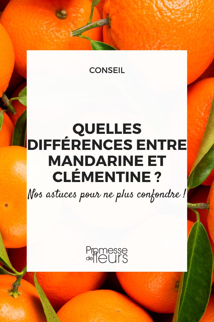 https://www.promessedefleurs.com/blogwp/wp-content/uploads/2023/09/Quelles-differences-entre-mandarine-et-clementine-.jpg