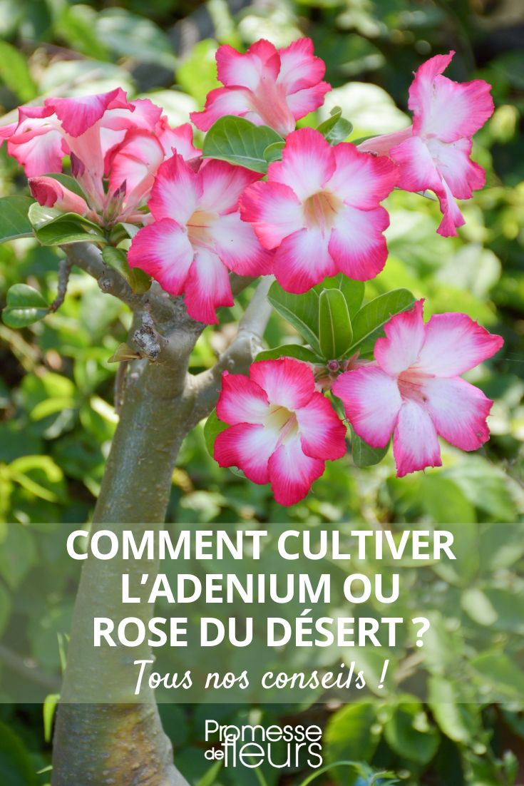 Comment cultiver l'Adenium ou Rose du désert ? - Blog Promesse de