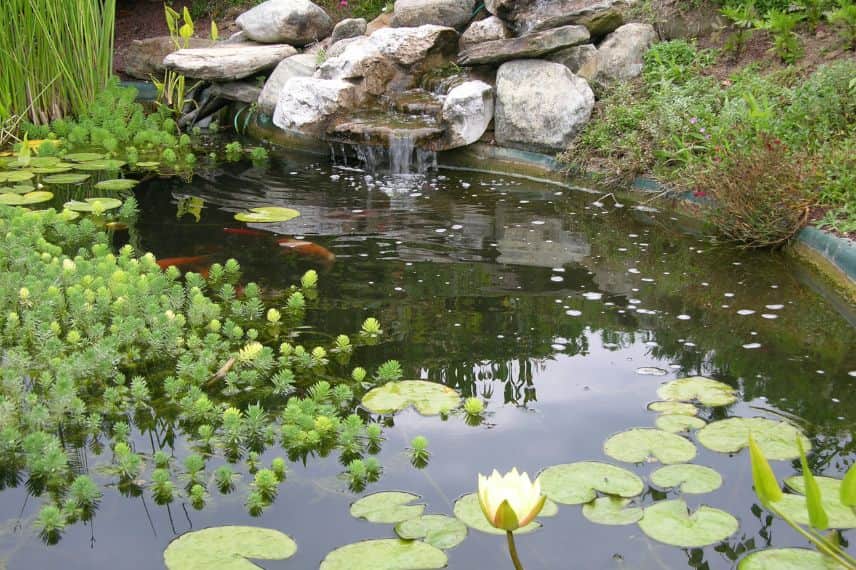 Entretenir un bassin de jardin en automne - Promesse de fleurs