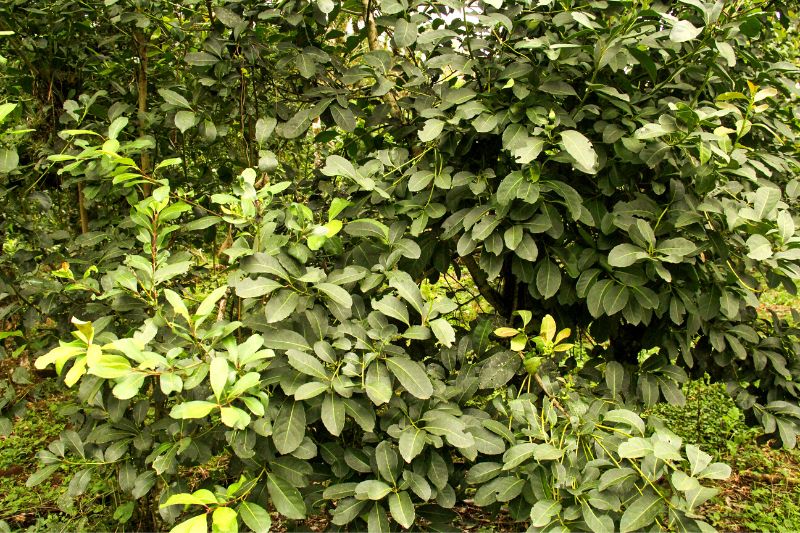 Yerba mate - Ilex paraguariensis - Thé du Paraguay - Arbuste