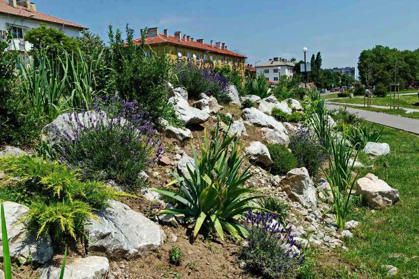 plantes de garrigue