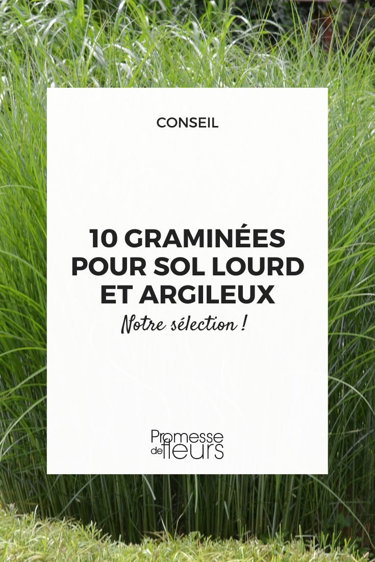 Les 9 meilleures plantes pour sol et terre argileuse