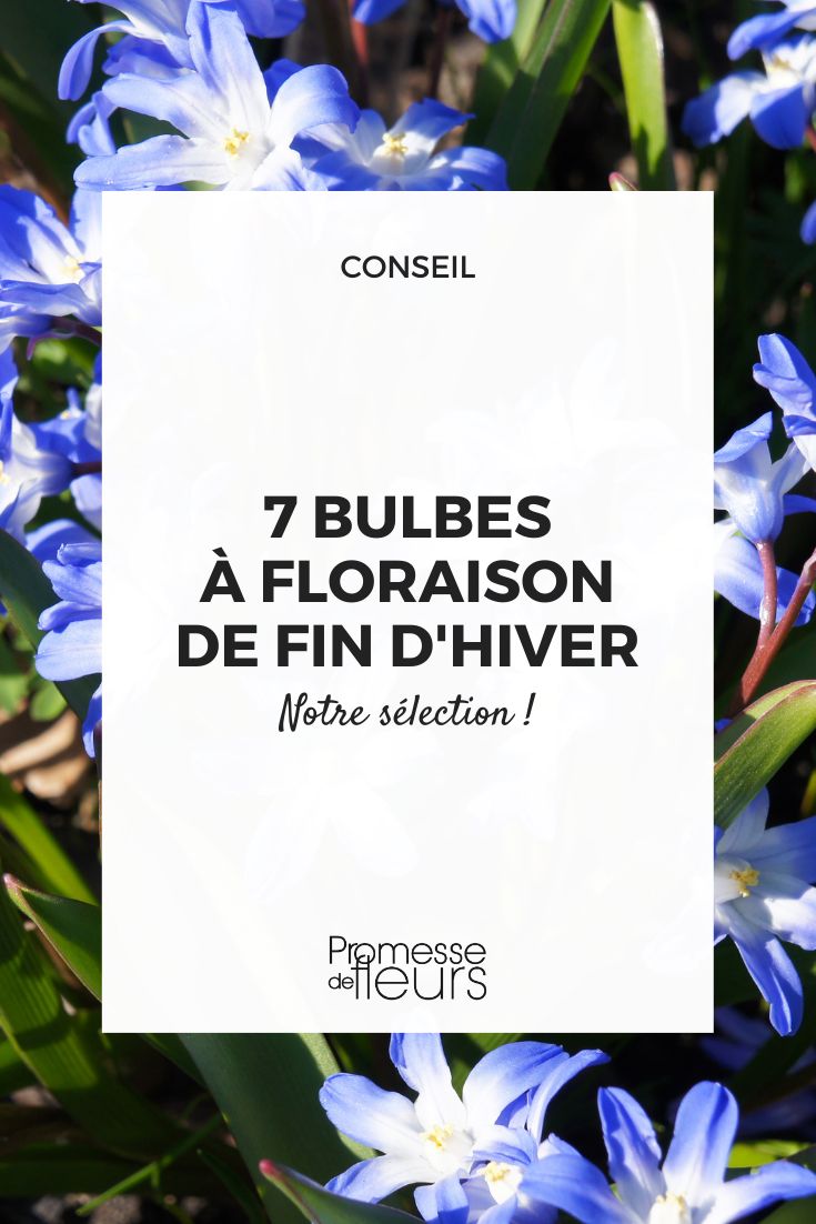 Bien choisir les bulbes à fleurs - Jardins de France
