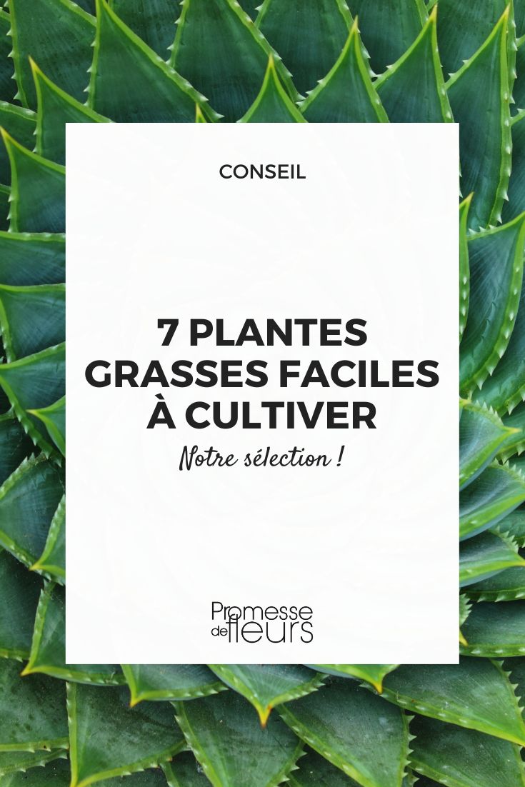 50 nuances d'engrais - Plante grasse I
