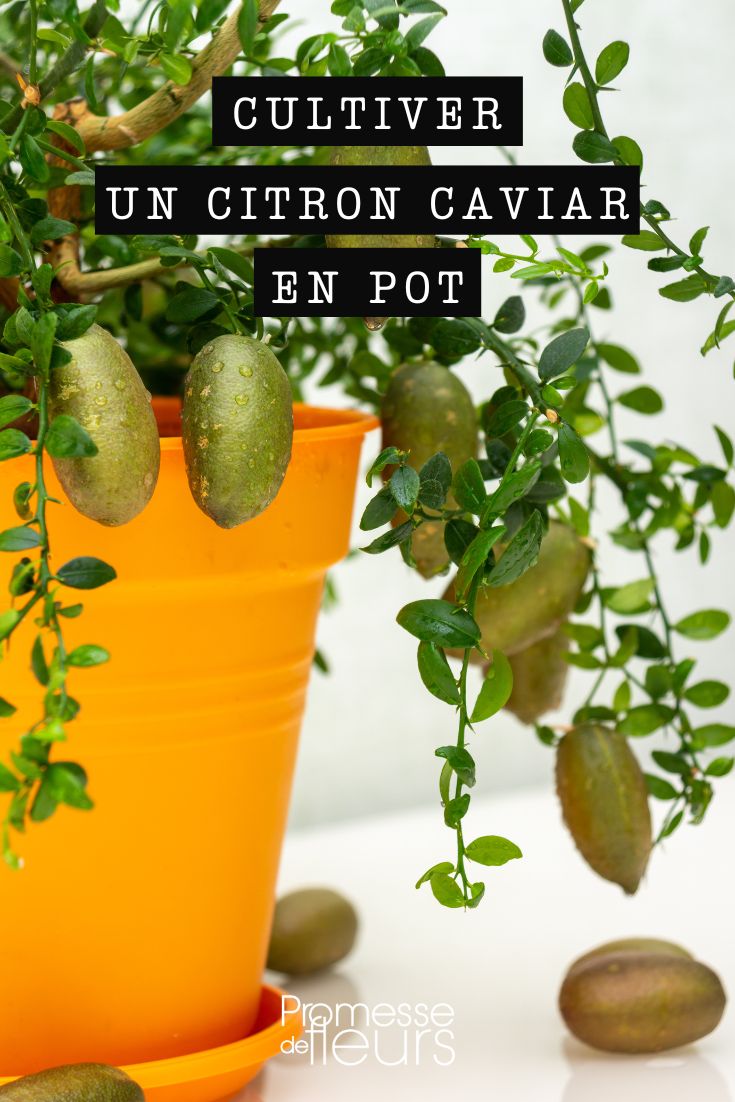 Le Citron-Caviar : Un agrume rare et très tendance !