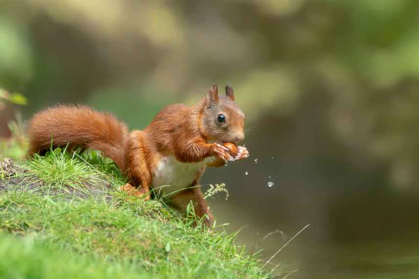 Nourrissage des écureuils roux, Besoin de conseils, Écureuil roux, Les  écureuils en France