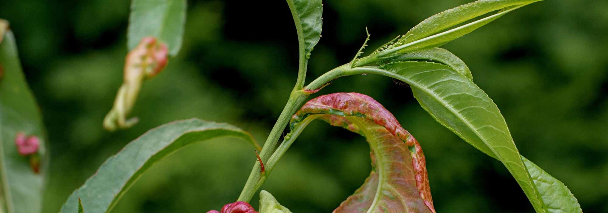 Comment identifier les parasites et maladies des plantes ?
