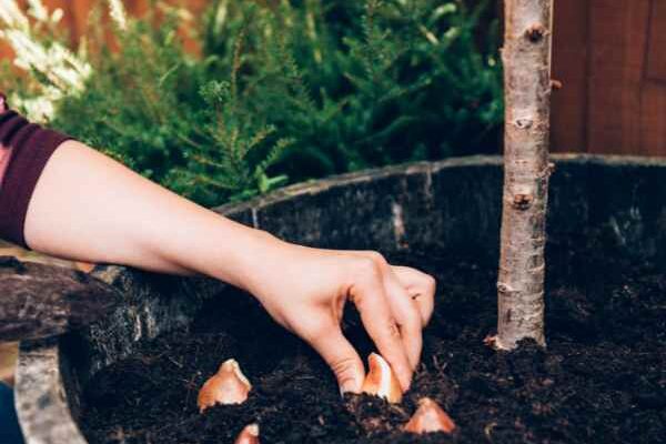 Comment rater la plantation de ses bulbes en 5 leçons ?