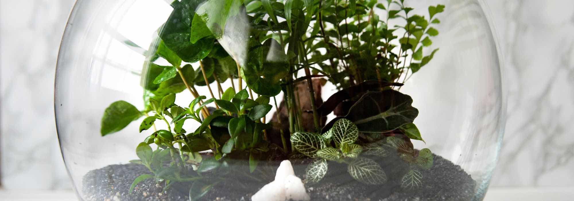 Créer un terrarium pour les plantes d'intérieur