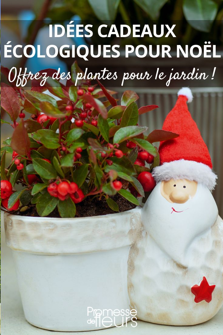 Idées de cadeaux de Noël : des plantes pour le jardin