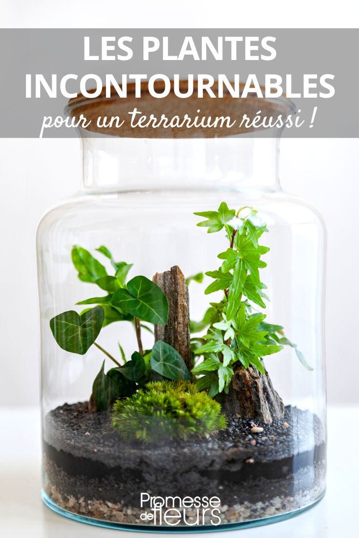 Créez votre propre terrarium ENFANTS