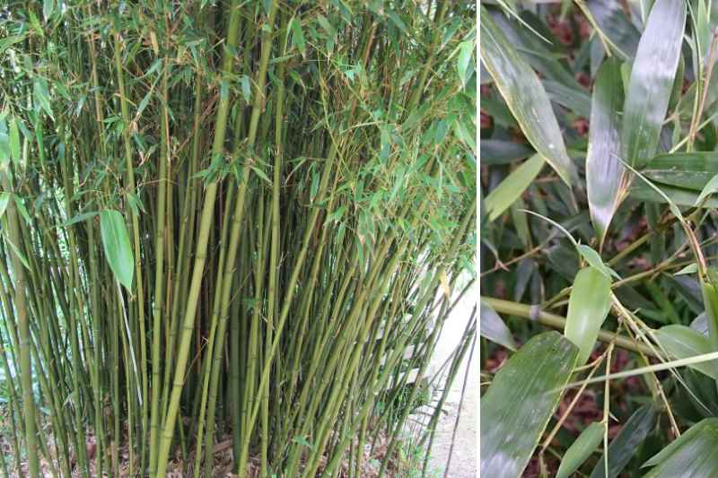 Bambou, pour un hiver vert - L'Avenir