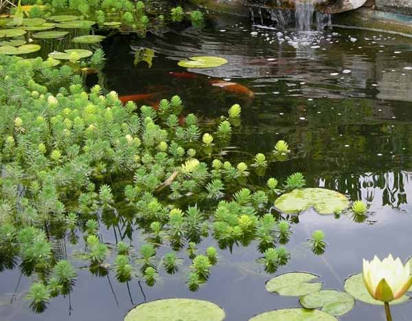 Plantes aquatiques pour bassin de jardin - Côté Maison