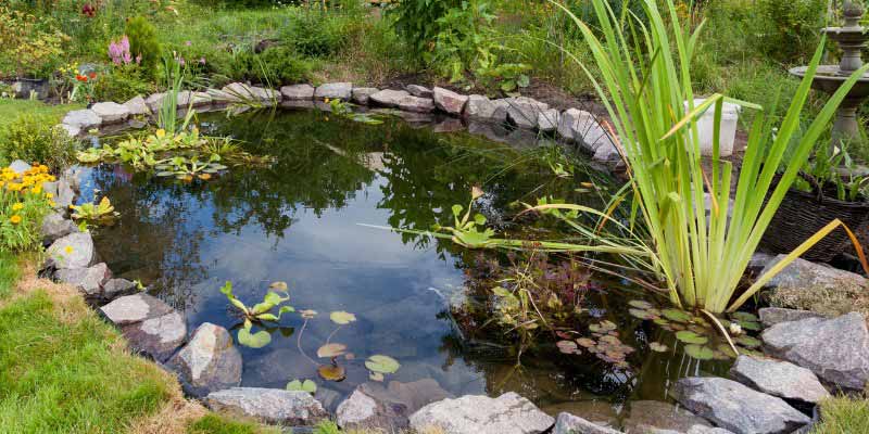 Plantes aquatiques : 10 plantes oxygénantes pour votre bassin