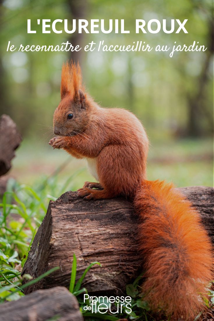 L'Écureuil roux, ce sympathique visiteur du jardin - Blog Promesse de fleurs