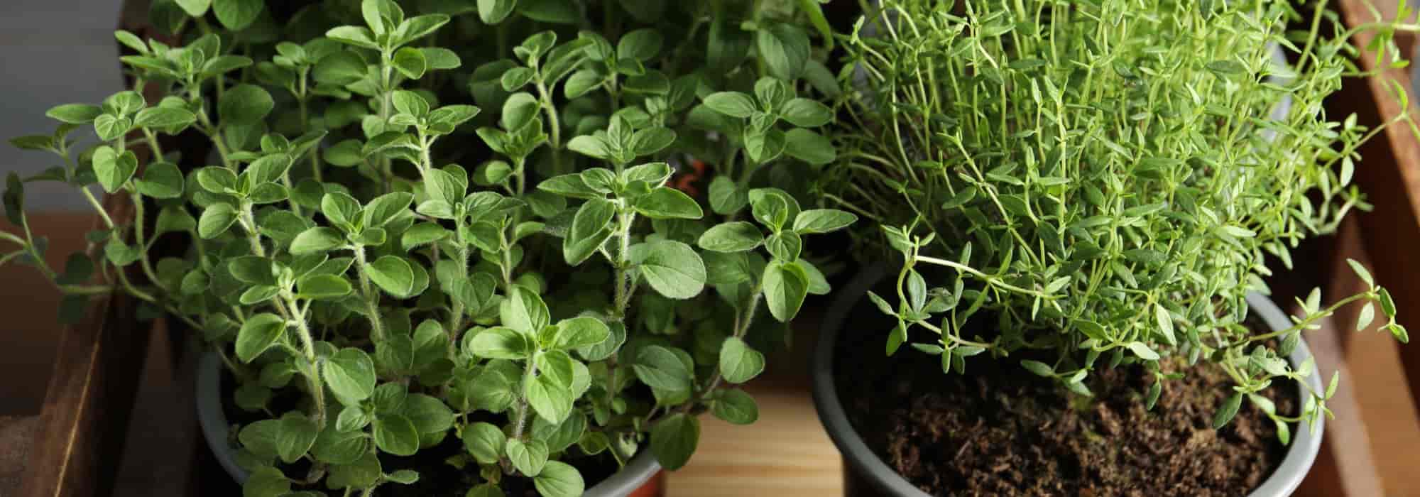 5 plantes aromatiques à avoir dans sa cuisine