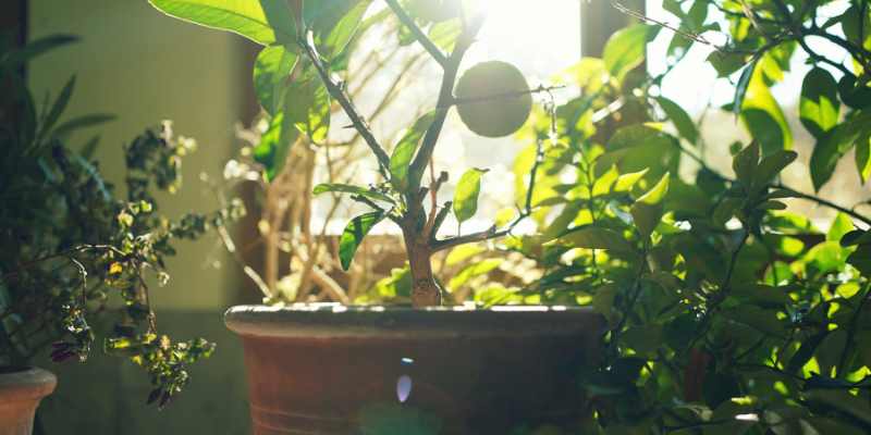 Guide de la propagation estivale: les secrets d'une multiplication réussie  des plantes d'intérieur