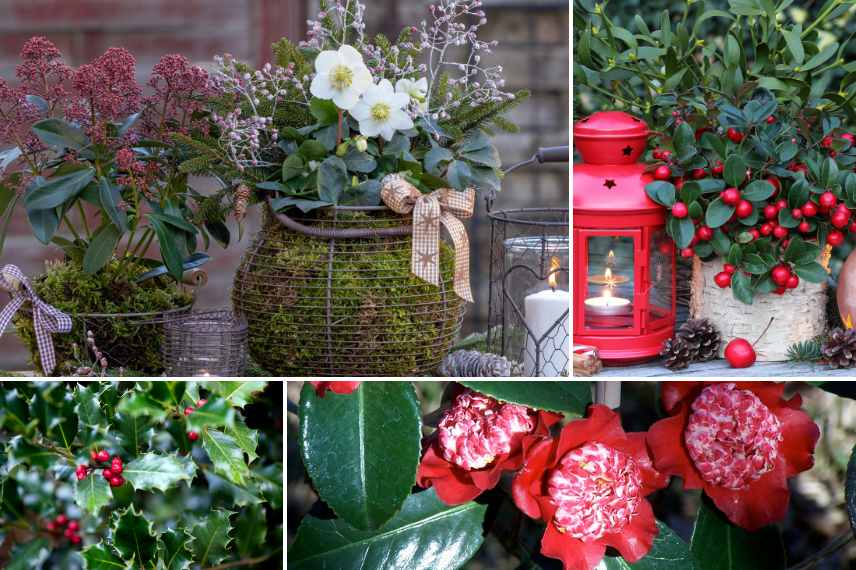 Fleurir son balcon en hiver : 15 plantes qui amènent la vie