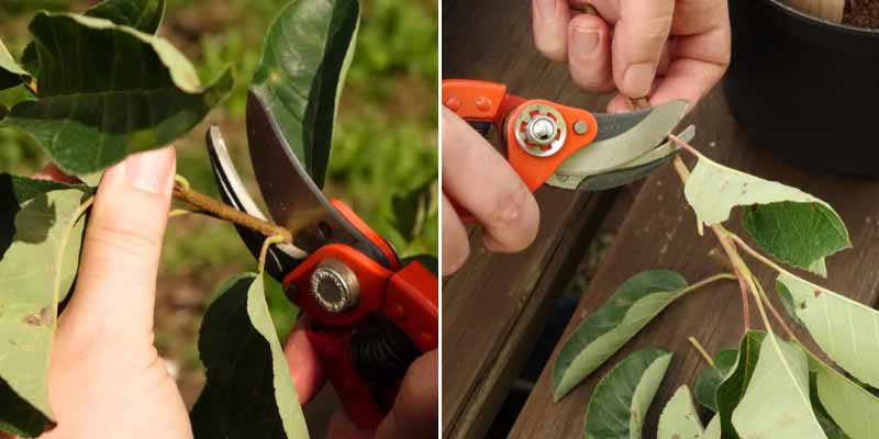 Le bouturage d'un amélanchier