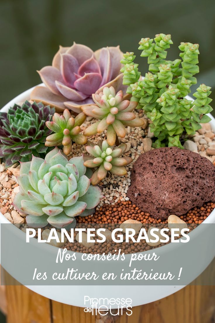 Plantes grasses - Nos conseils pour arroser et entretenir vos