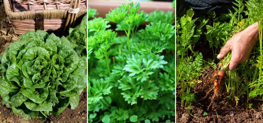 Légumes et herbes aromatiques