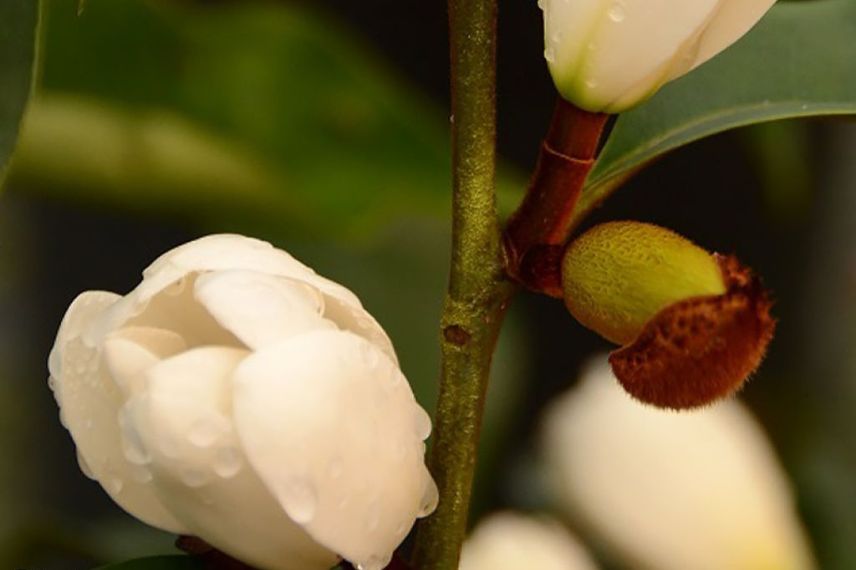 fleur blanche de Michelia - Magnolia