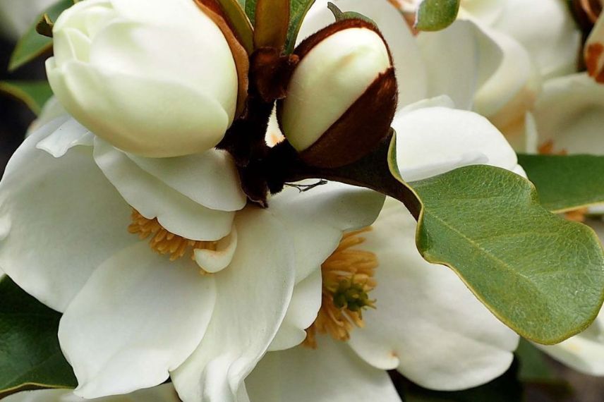 fleur blanche de Michelia Magnolia